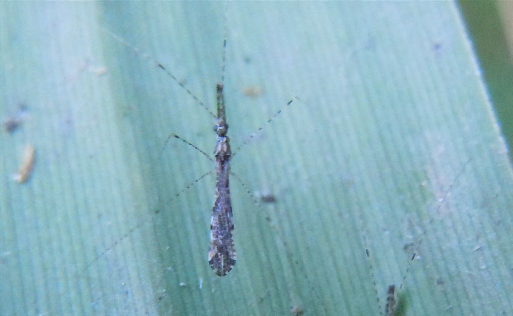 Reduviidae: Empicoris cf mediterraneus della Campania (NA)